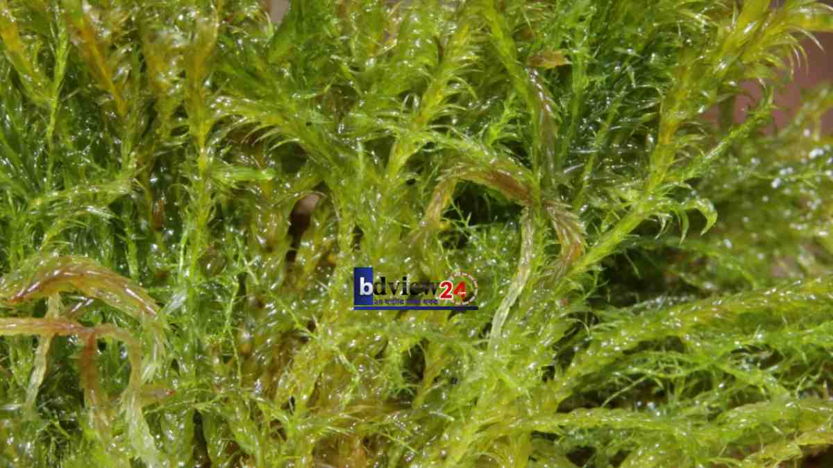 শৈবাল-warnstorfia fluitans