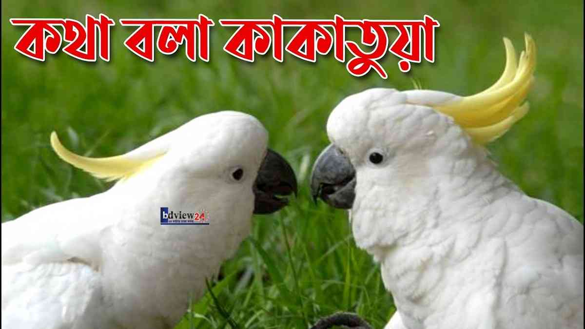 কাকাতুয়া