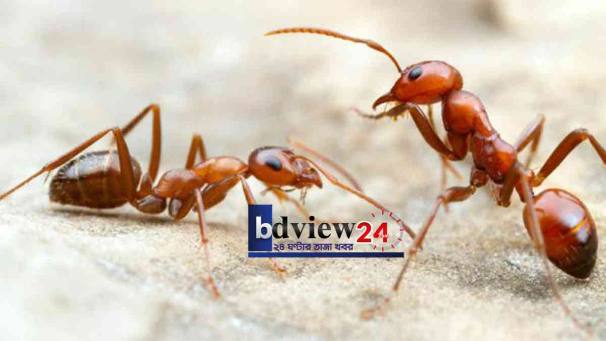 পিঁপড়ে