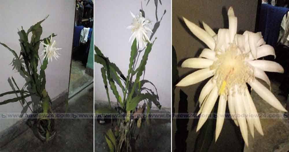 night queen flower bangladesh