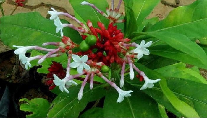 সর্পগন্ধা