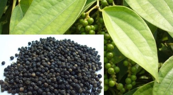 গোলমরিচের পুষ্টিগুণ