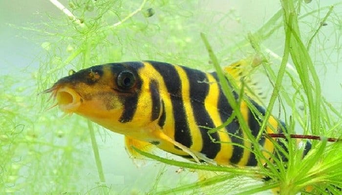 রানী মাছ