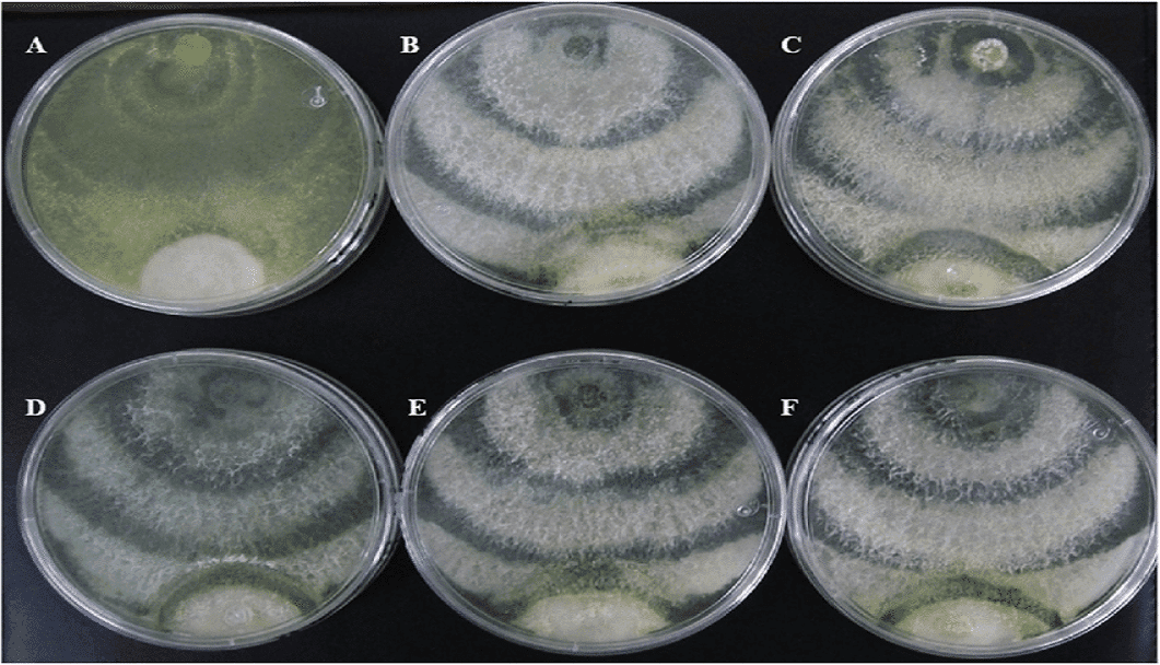 ট্রাইকোডার্মা