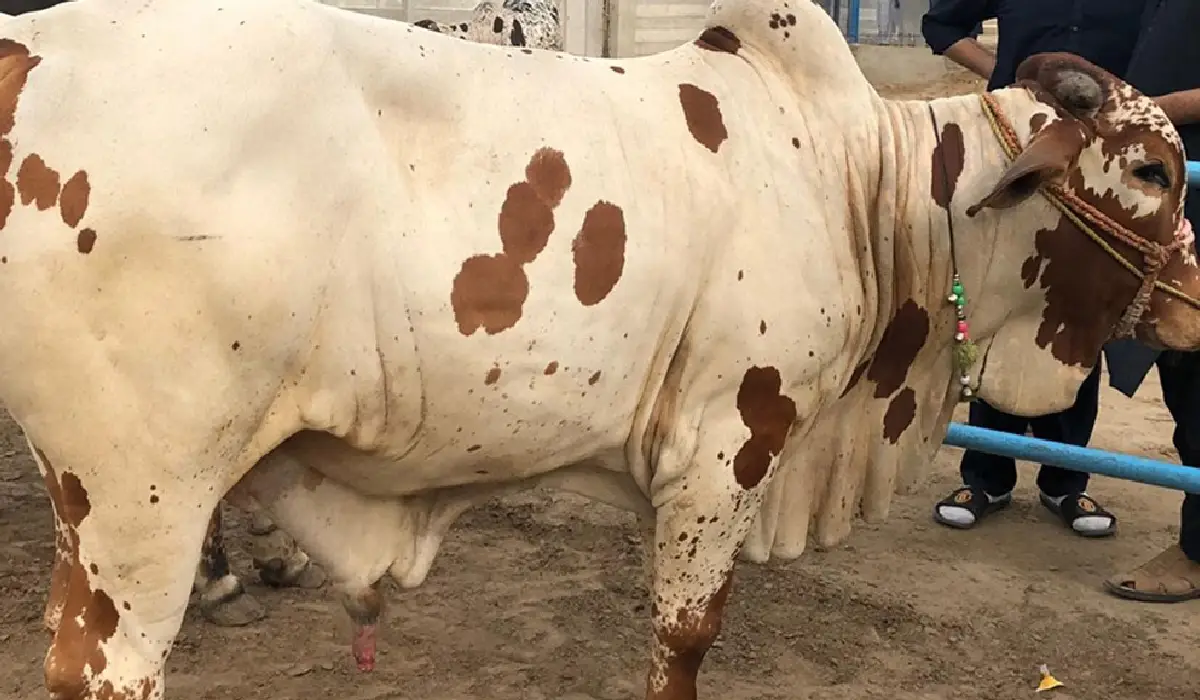 কোরবানির পশু